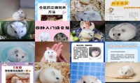 银狐仓鼠能养多大一只