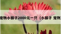 宠物小猴子2000元一只（小猴子 宠物）
