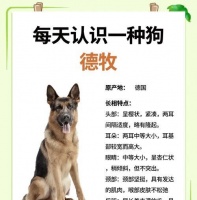 新到家的德牧拒食狗粮的应对措施是什么？