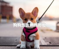 狗狗怎么训练拒食