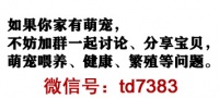 给小狗吃传统式节日的食品类要当心