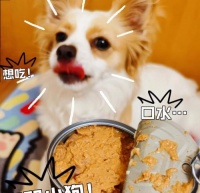 营养均衡才是关键，适宜主食让宠物更健康（营养均衡才是关键）