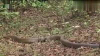 宠物蛇进食后需静养3小时再互动。