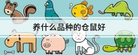 养什么品种的仓鼠好