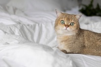猫和家俬：创意家居设计满足猫猫的需求