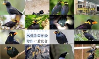 鹩哥一般养多久才会学讲话