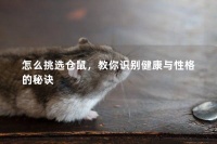 怎么挑选仓鼠，教你识别健康与性格的秘诀