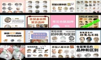 仓鼠种类介绍图片