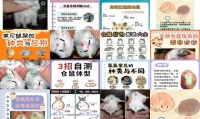 怎么辨认仓鼠是公的还是母的