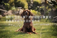 狗狗生日怎么算？教你轻松计算爱犬的真实年龄与生日庆祝方式