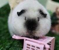 荷兰猪吃什么草