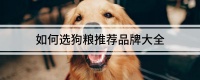 如何选狗粮推荐品牌大全