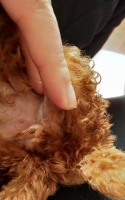 泰迪犬配种知识（掌握适当时机和注意事项，为泰迪犬配种提供指导）