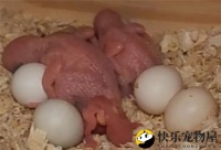 鹦鹉繁殖全攻略：揭秘高效秘诀，轻松养出健康宝贝