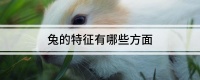 兔的特征有哪些方面