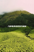 八种龟类选择技巧解析