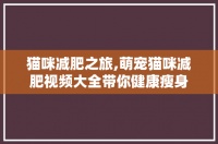 猫咪减肥之旅,萌宠猫咪减肥视频大全带你健康瘦身