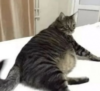 猫咪减肥，如何制定科学饮食计划？