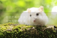 仓鼠的寿命是多少？了解仓鼠的生活习性与健康管理