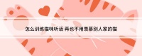 怎么训练猫咪听话 再也不用羡慕别人家的猫