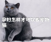孕妇怎样才可以养宠物猫