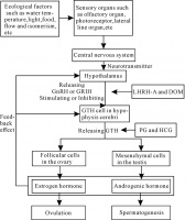 Progresses in the Application of Oxytocin for Fish in the Artificial Reproduction of Spinibarbus Fish