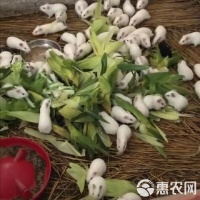 [荷兰鼠批发]荷兰猪，荷兰鼠，中华黑豚，实验白豚种苗，宠物豚，商品豚价格45元/只
