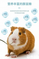 [荷兰鼠批发]出售荷兰猪/豚鼠，可做宠物可食用价格25元/只