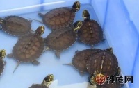 多年养龟都不知道的误区 你是不是中招了？