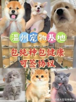 温州哪里有正规宠物基地?包你安心能当面挑选自己心仪的宠物