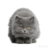 为什么东北这边的宠物猫一只卖1000元，到了南方就能卖2000