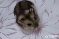 可以养仓鼠吗？这里有答案