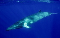 常见海洋生物图册