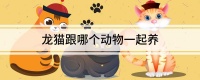 龙猫跟哪个动物一起养
