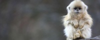 猴子怎么繁殖