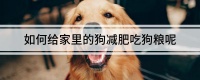 如何给家里的狗减肥吃狗粮呢