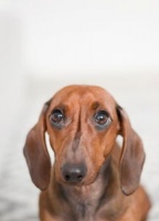 如何帮助狗减肥（科学的狗减肥方法，让爱犬健康瘦身）