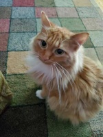 疯了！素食主义女朋友逼我扔掉我的猫，竟是因为它吃肉