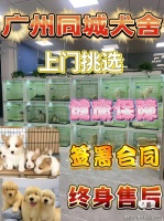 广州买边牧犬哪家宠物店口碑好？广州这家宠物店良心推荐，信誉高