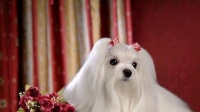 马尔济斯犬饲养全指南（从萌新到专家，你需要了解的一切）