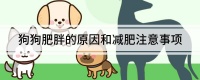 狗狗肥胖的原因和减肥注意事项