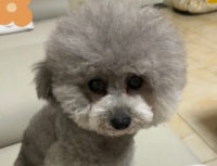 泰迪什么颜色最贵