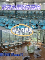 武汉哪家宠物店有卖布偶猫？武汉这家宠物店买布偶猫选择性多
