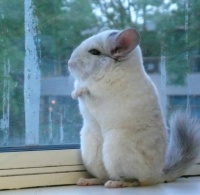 龙猫专科