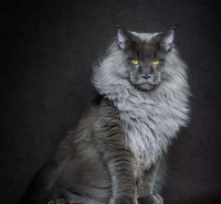 缅因猫优点和缺点 缺点只有这三个!