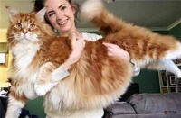 缅因猫还是暹罗猫好 哪个更好养