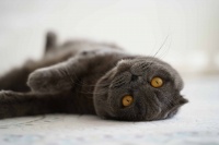 苏格兰折耳猫——隐藏的真相