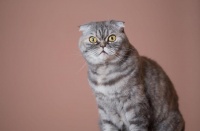 苏格兰折耳猫(受欢迎的独特猫咪品种,让人爱不释手)
