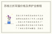苏格兰折耳猫价格及养护全教程