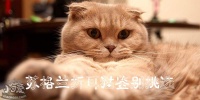 苏格兰折耳猫鉴别挑选